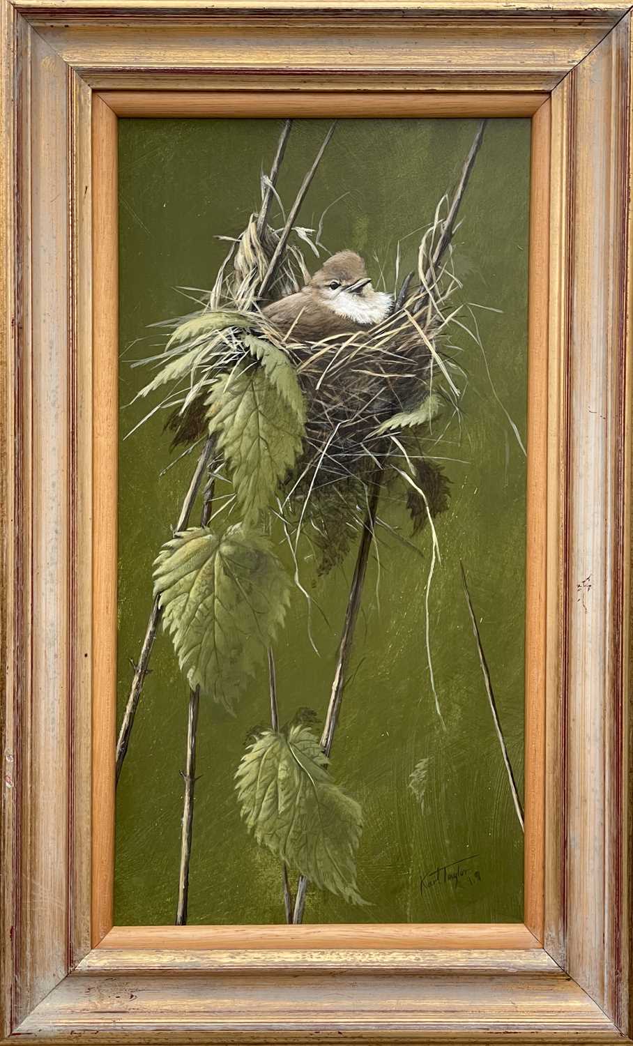 Karl Taylor - Marsh Warbler Chick