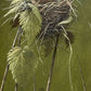 Karl Taylor - Marsh Warbler Chick