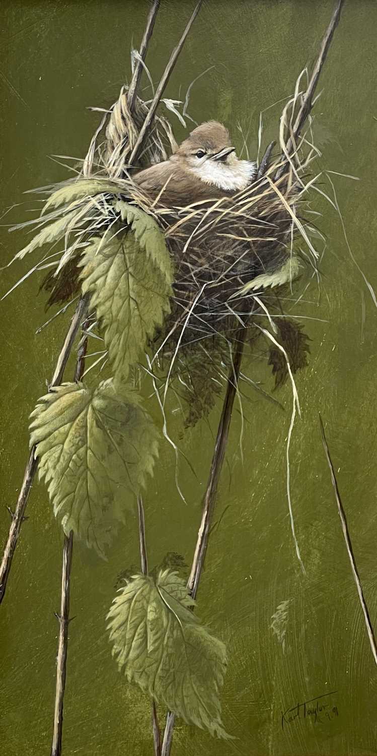 Karl Taylor - Marsh Warbler Chick